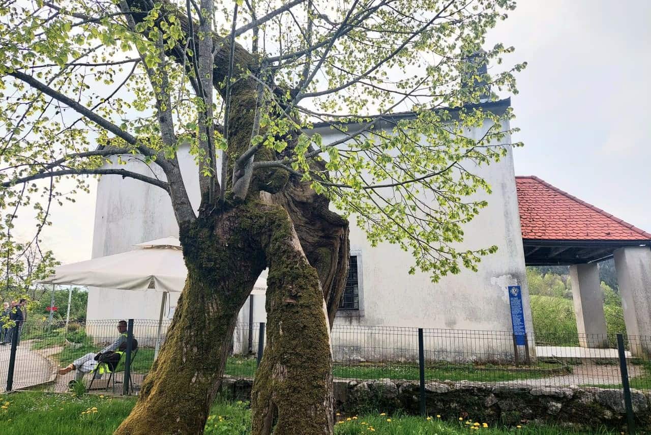 A linden tree in front of the Church of Our Lady of Sorrows, Predjama Castle