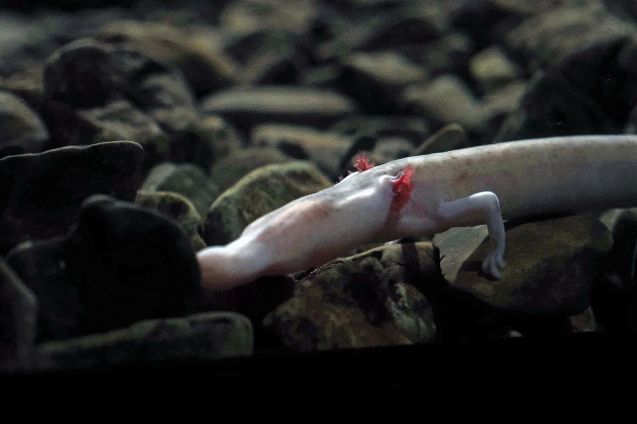 Postojna Cave, Baby dragon, photo Nikola Zoko,