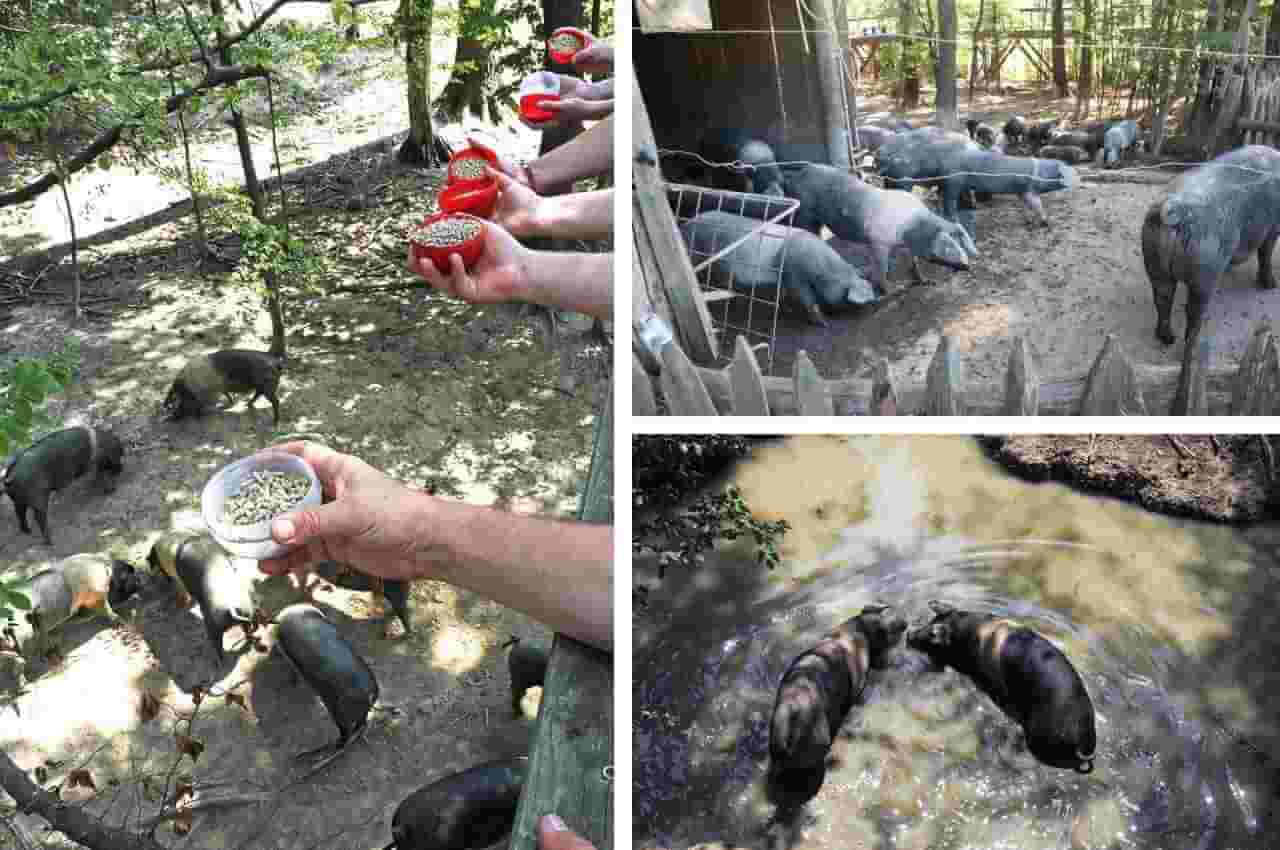 Pomona Estate, Krškopolski pigs