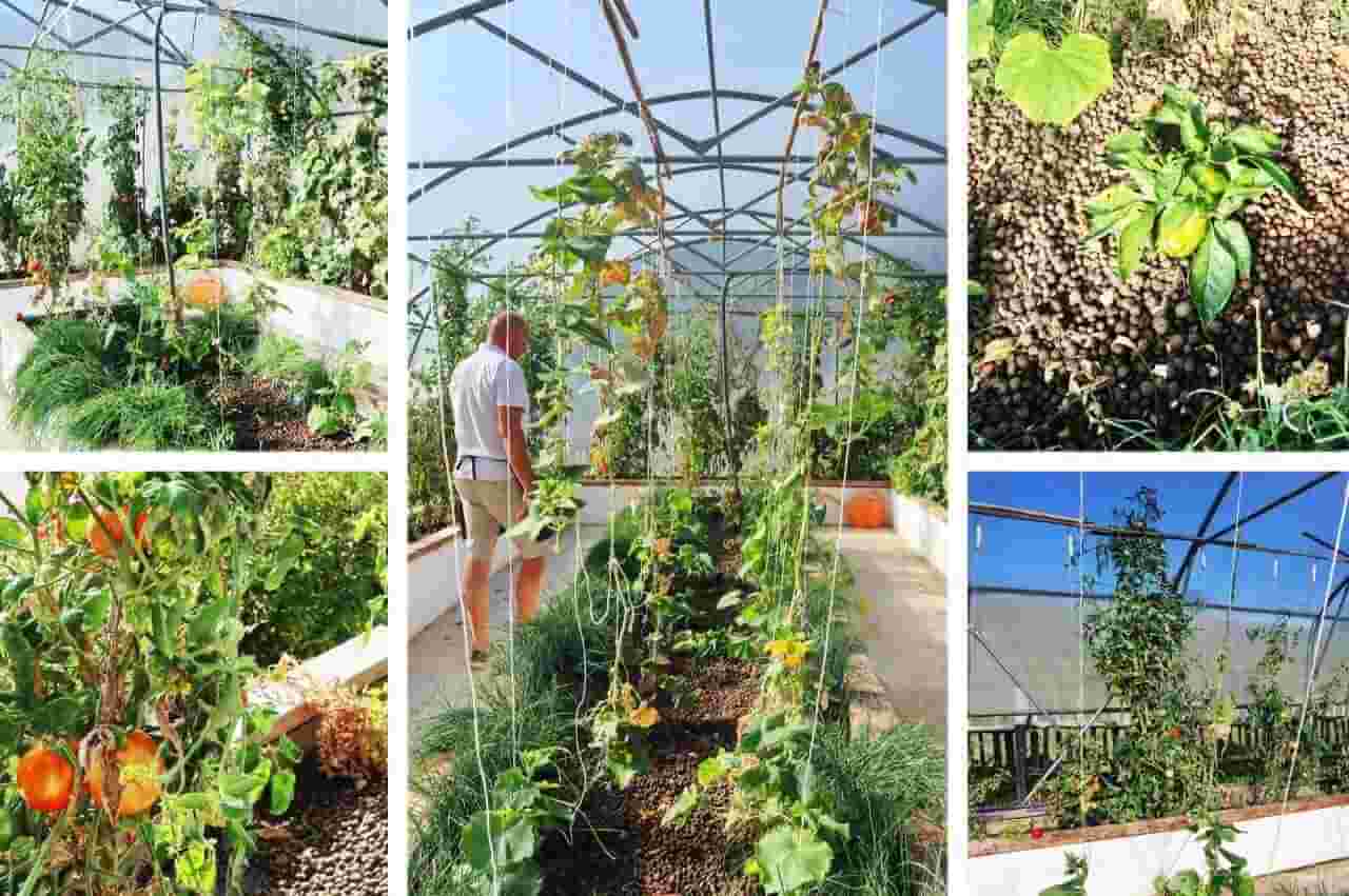 Pomona Estate, vegetables in Greenhouse