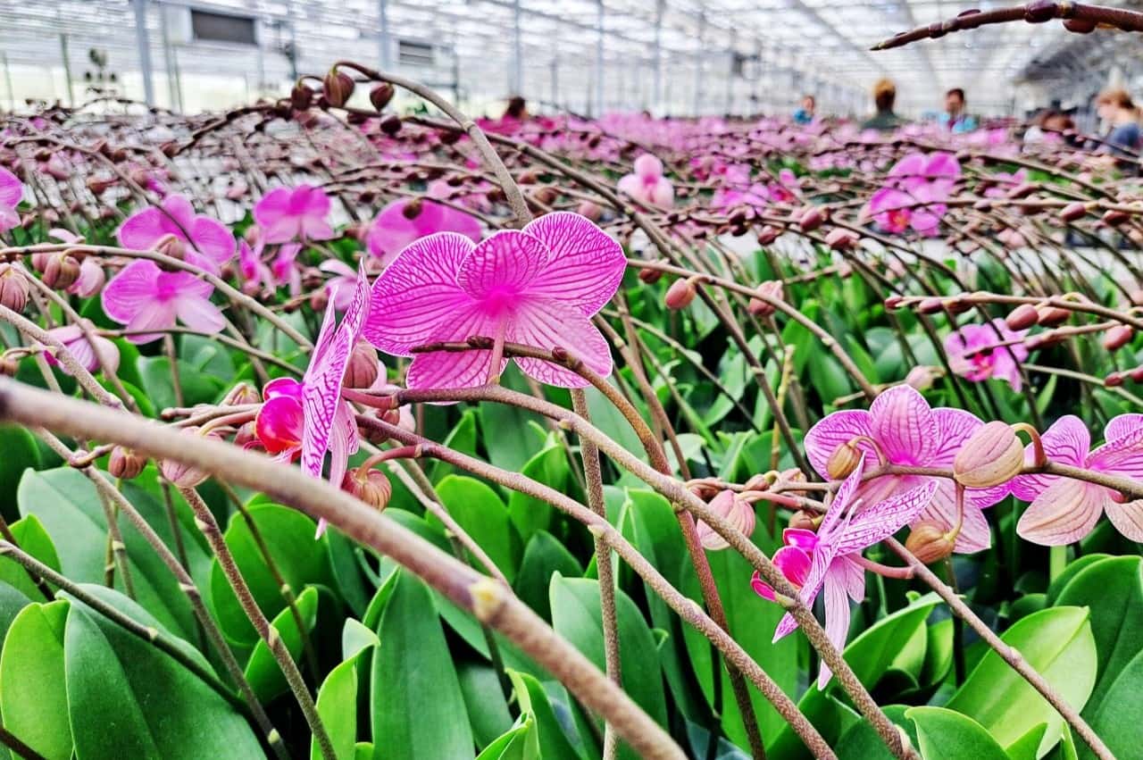 Amazing pink orchids in Ocean Orchids