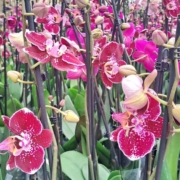 20260922_101445 Ocean Orchids, Slovenia FT Ocean Orchids, Slovenia FT