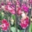 Ocean Orchids, Slovenia FT