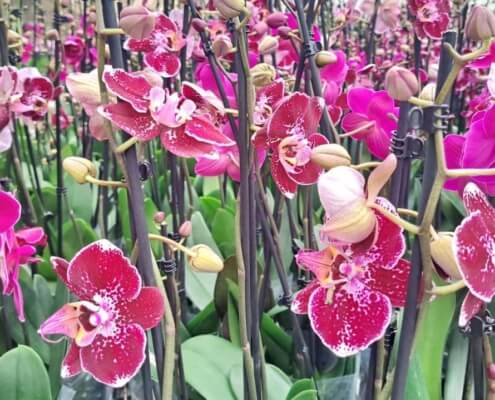 Ocean Orchids, Slovenia FT