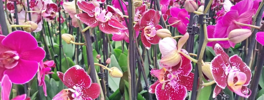 Ocean Orchids, Slovenia FT