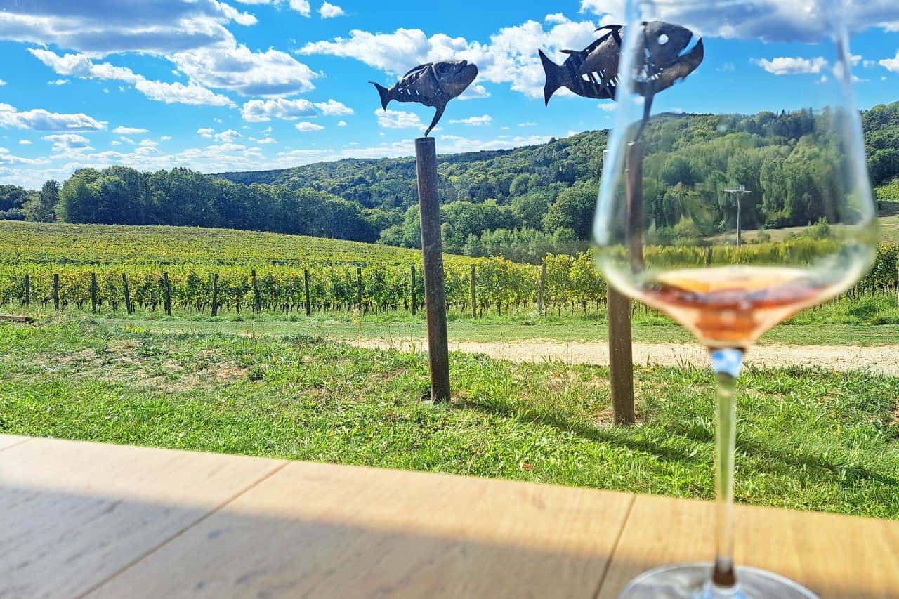 Marof vineyard and glass of wine