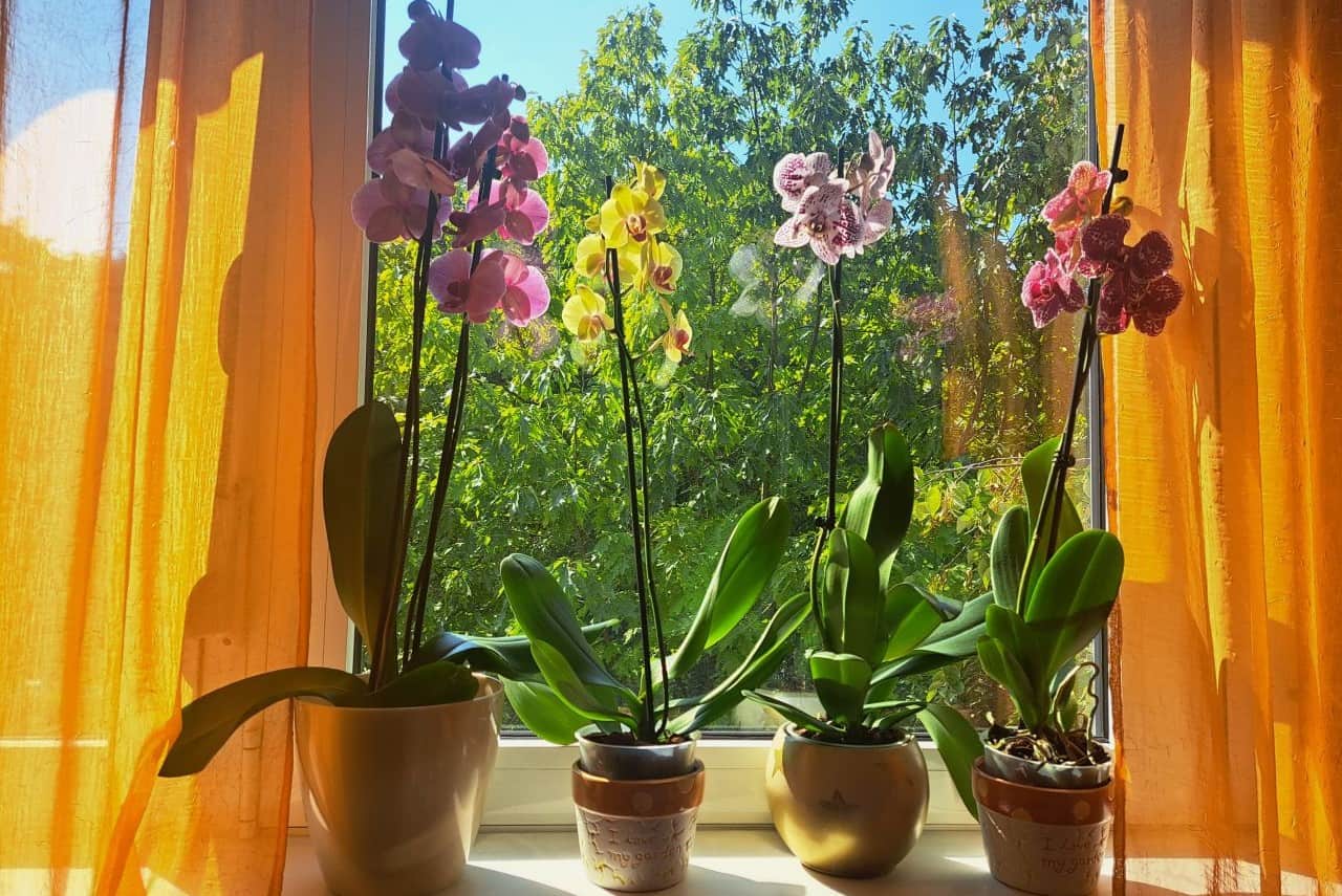 Orchids at my home
