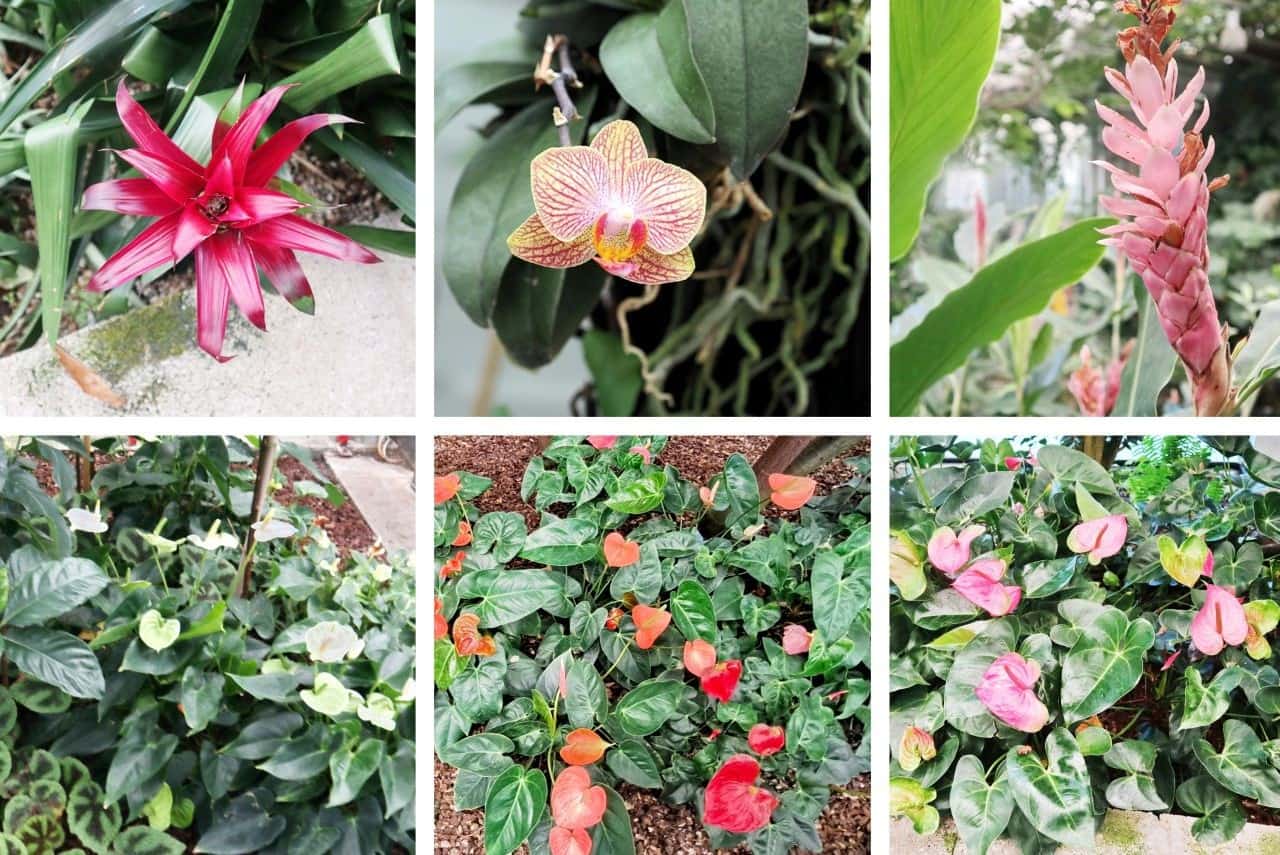 Beautiful flowers in Tropical Garden, Ocean Orchids, Dobrovnik