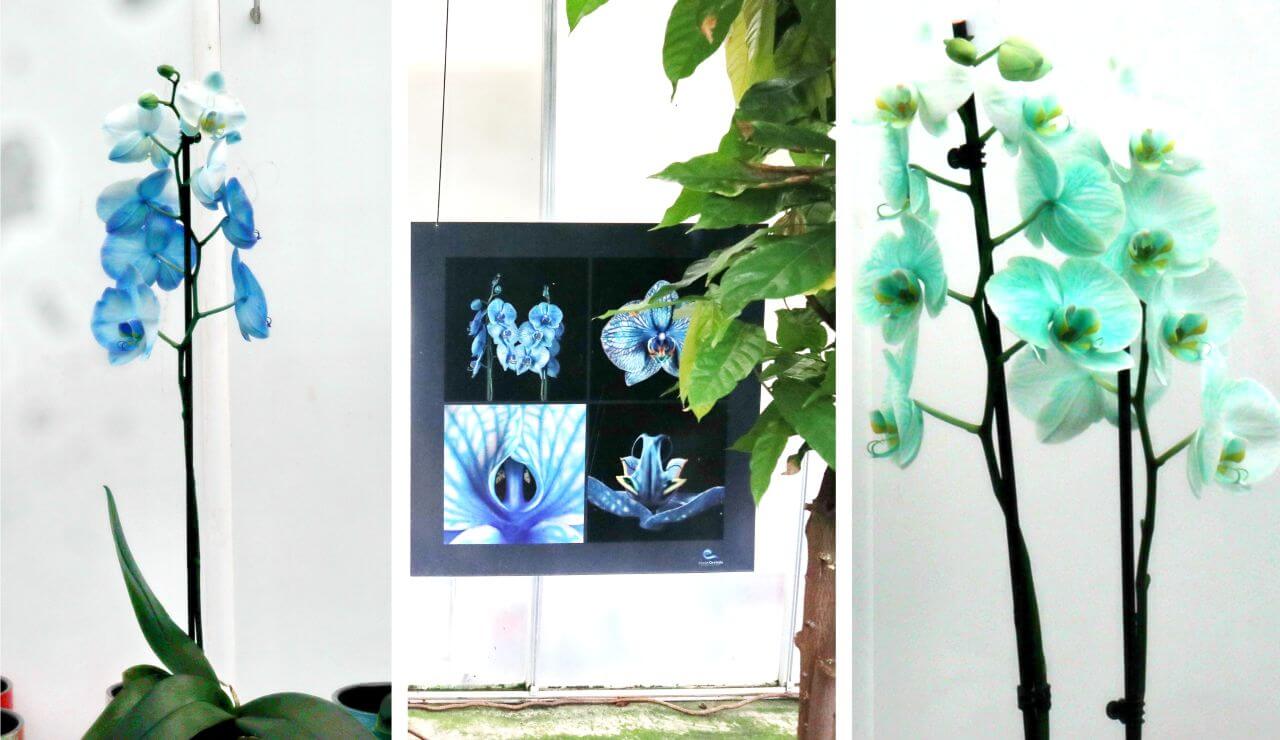 Blue orchids, Ocean Orchids, Dobrovnik
