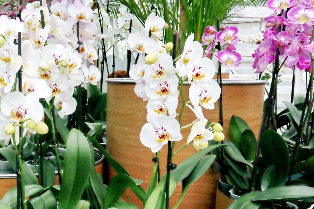 White orchids in Ocean Orchids, Dobrovnik, Slovenia