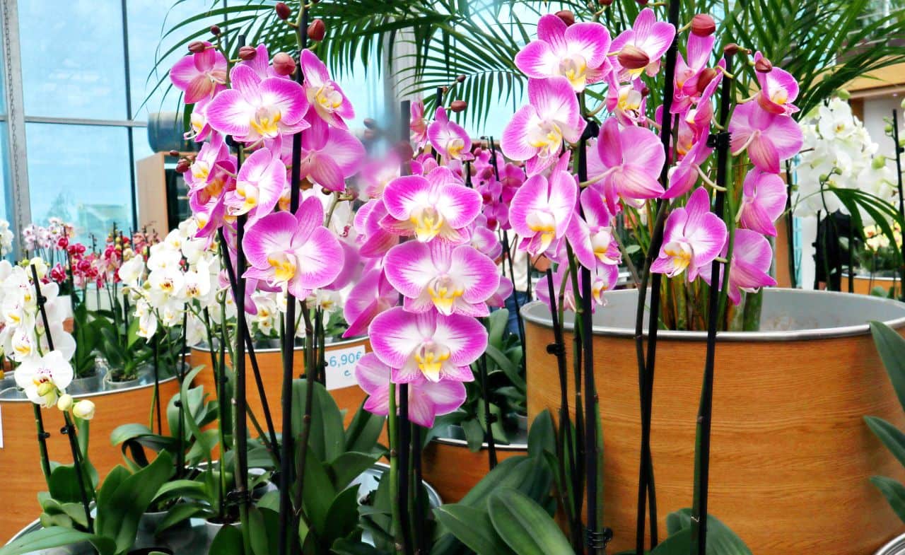 Ocean Orchids
