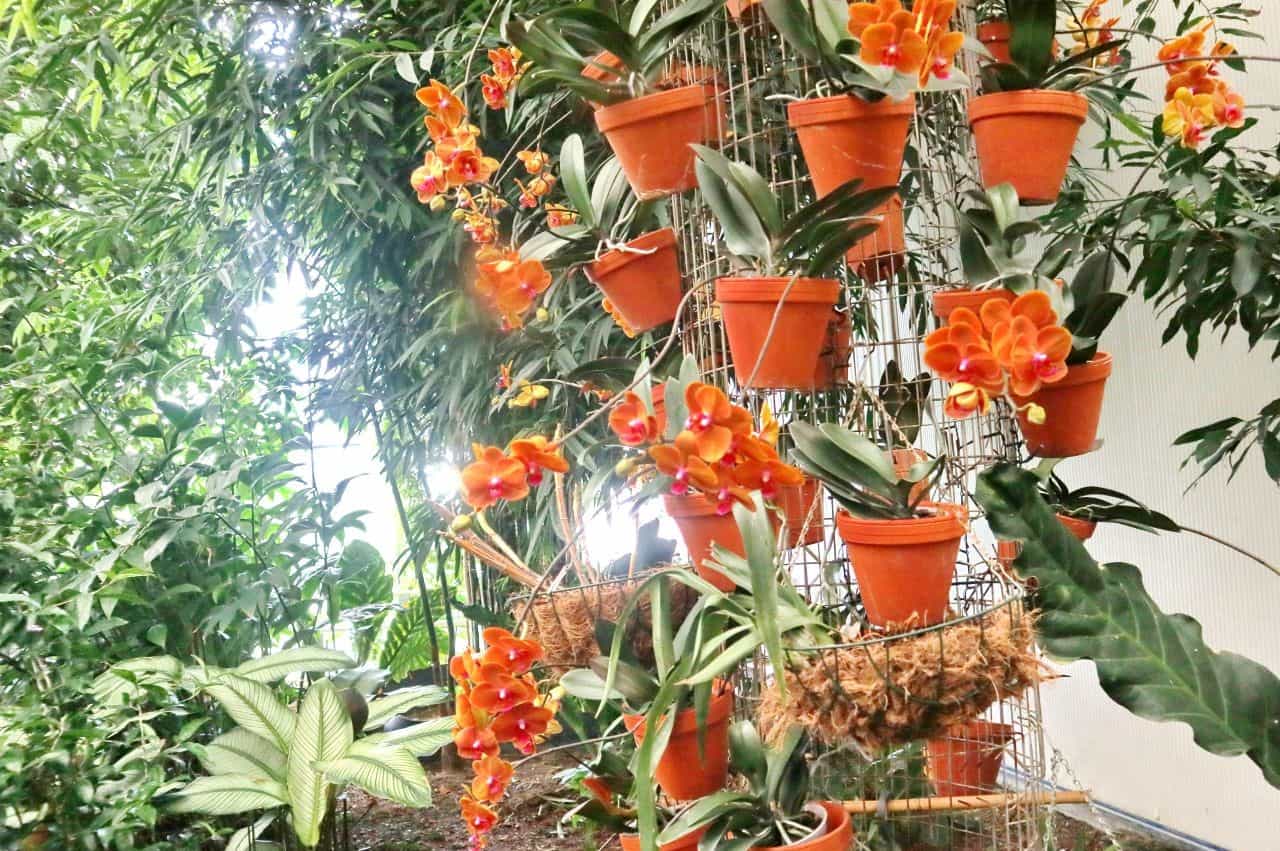 Orange orchids, Ocean Orchids, Dobrovnik, Slovenia