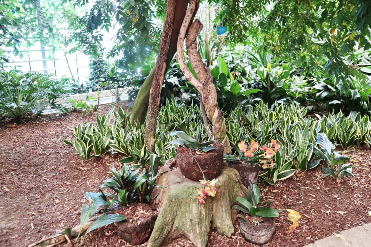 Dobrovnik, Ocean Orchids, Orange orchids in the Tropical Garden