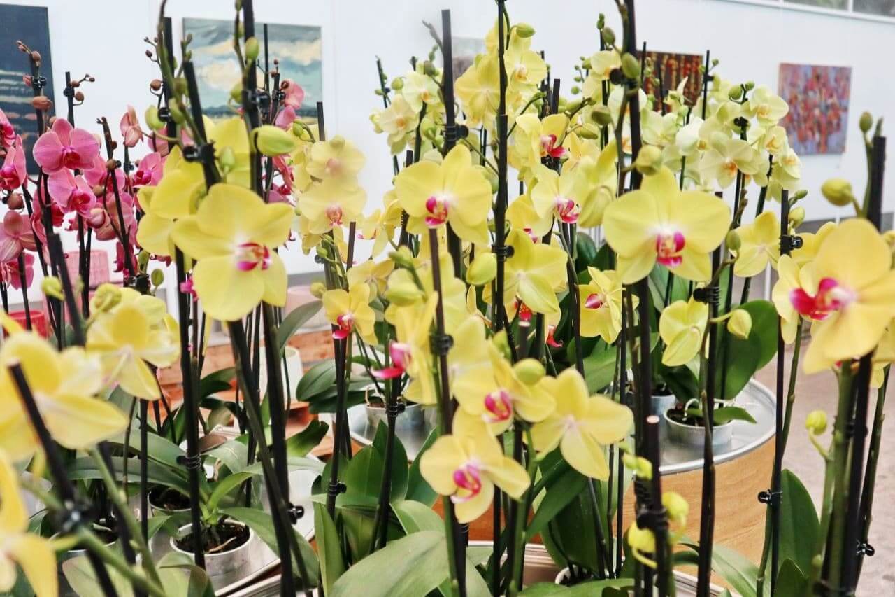 Ocean Orchids, yellow orchids