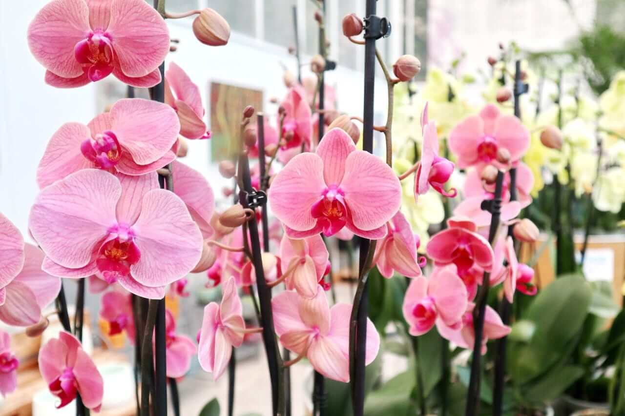 Slovenia, Dobrovnik, Ocean Orchids