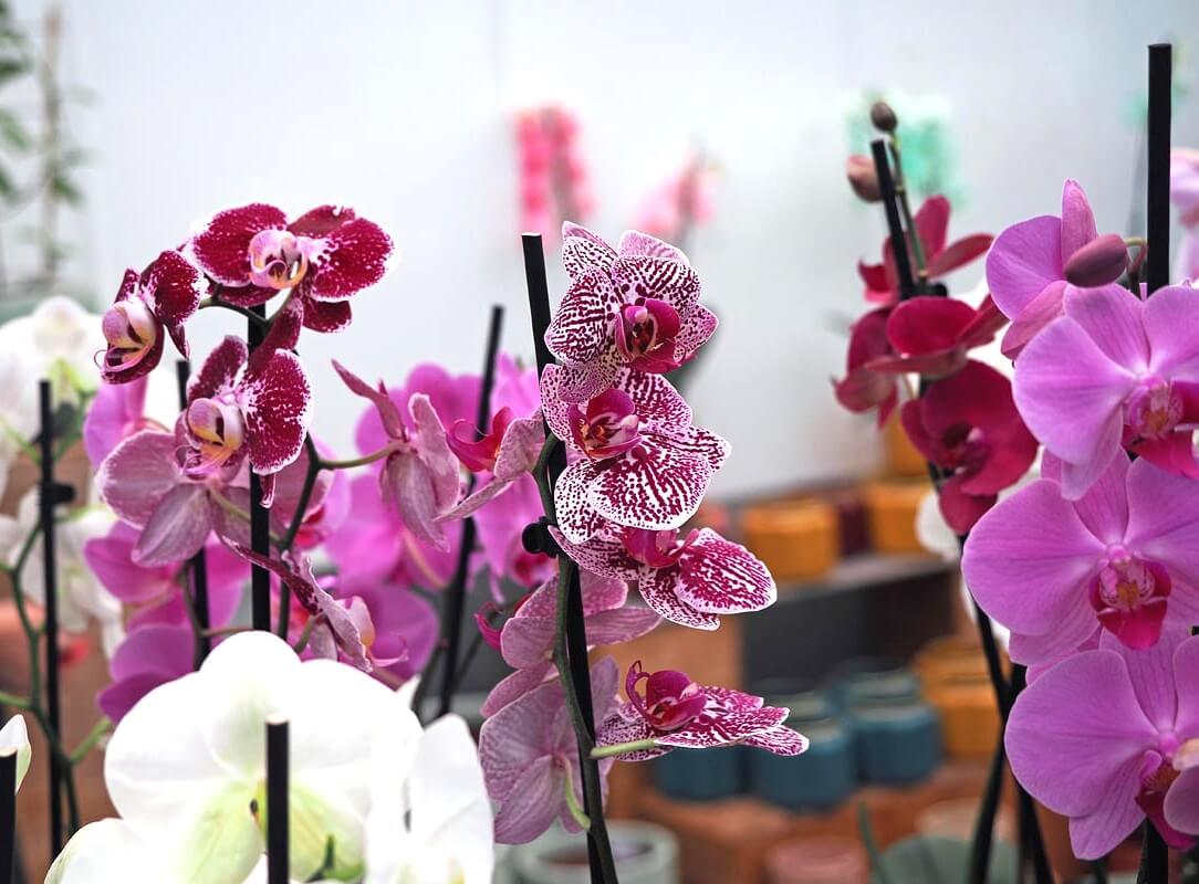 Ocean Orchids, foto Nikola Zoko (4)