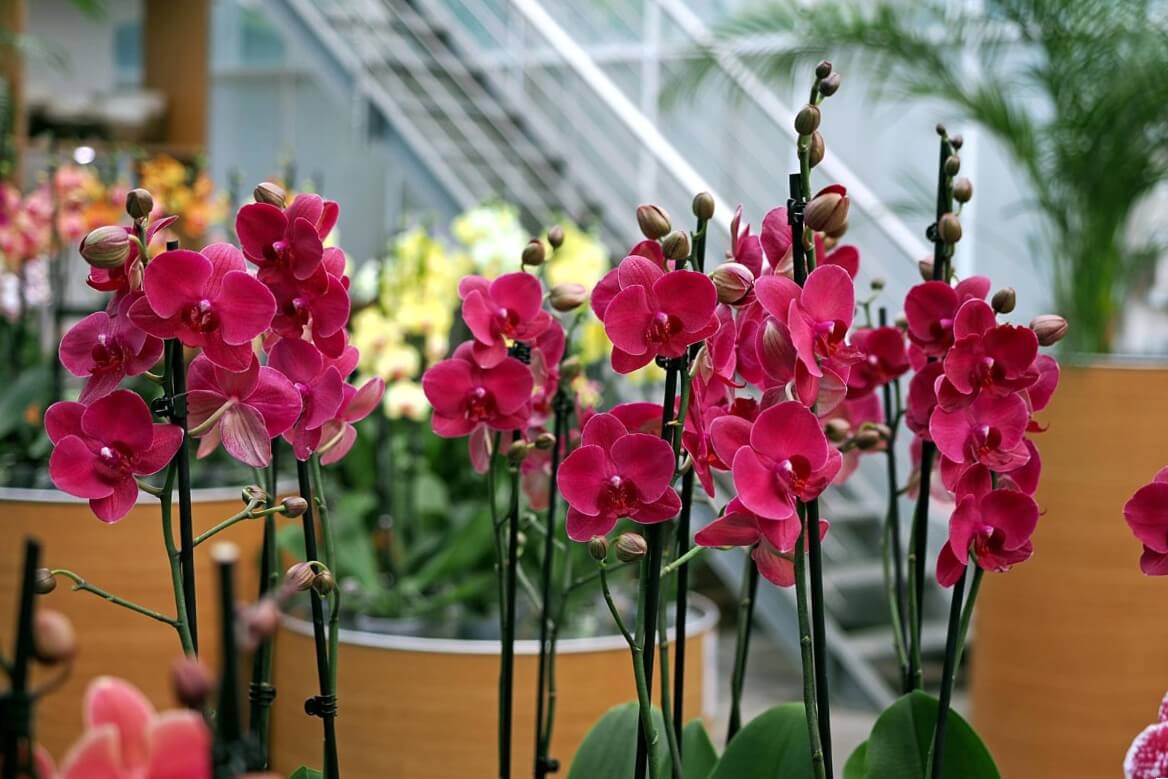 Ocean Orchids, foto Nikola Zoko (7)