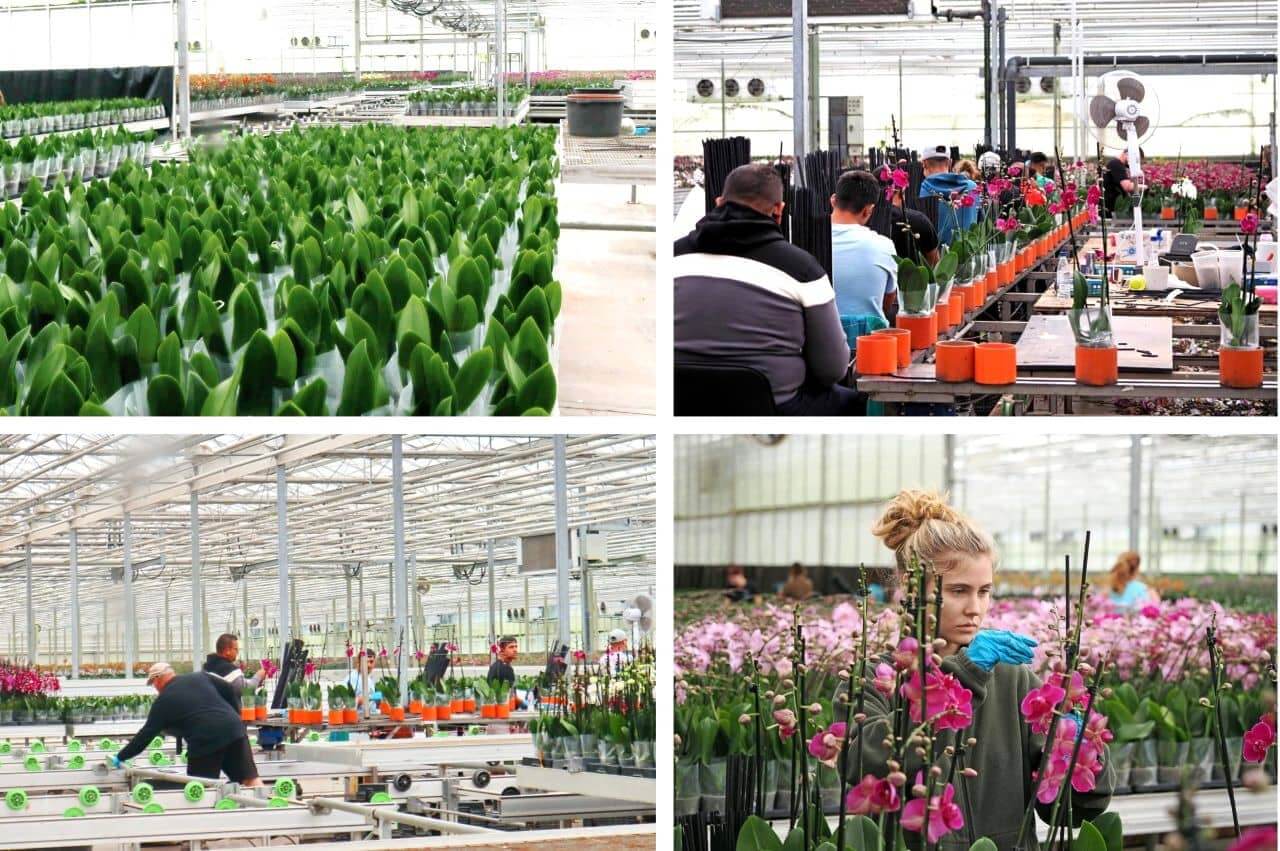 Ocean Orchids production area, photo NIkola Zoko, Natania Travel