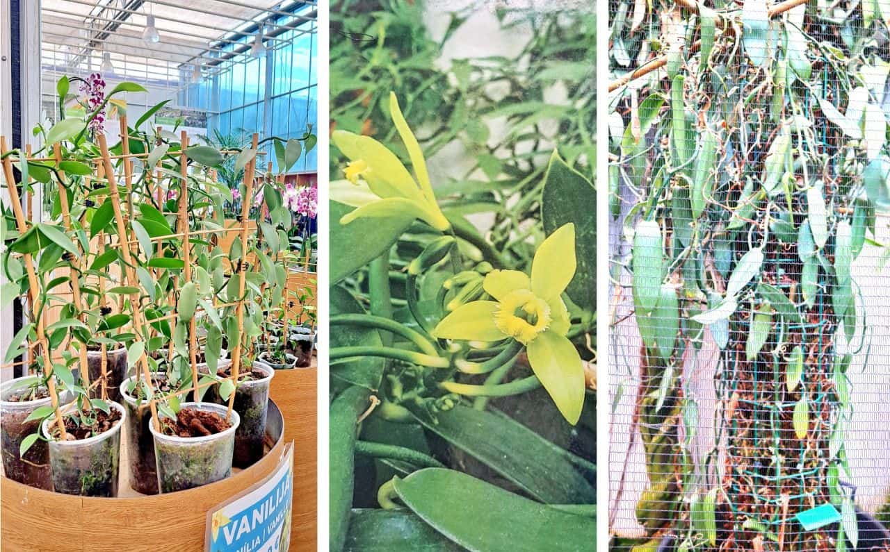 Vanilla plant, Dobrovnik