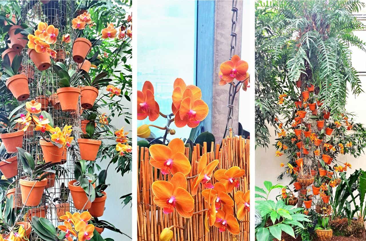 Orange orchids, Ocean Orchids, Dobrovnik, Slovenia
