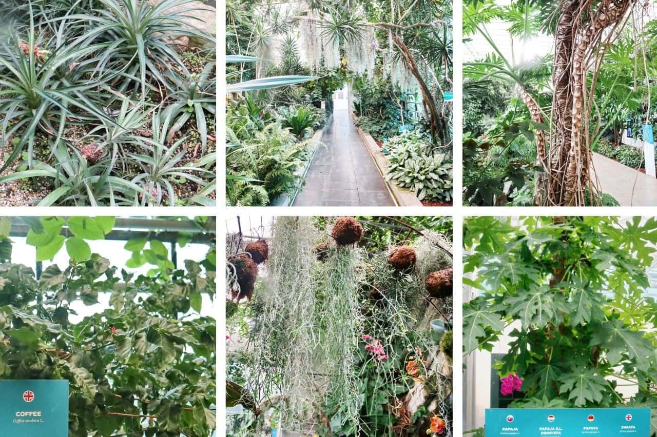 Various plants in Tropical Garden, Ocean Orchids, Dobrovnik